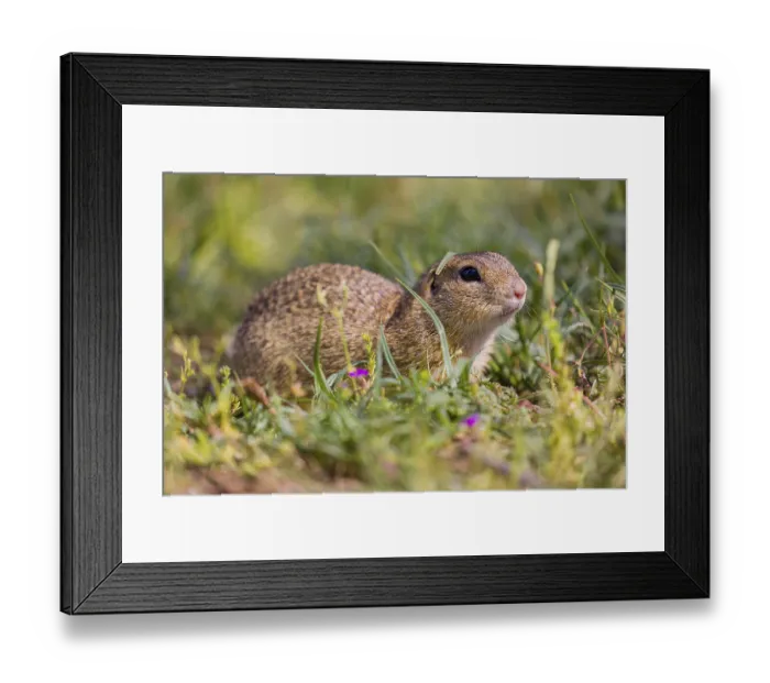 Framed Print : A European ground squirrel (Spermophilus citellus) or European souslik sits in green gras