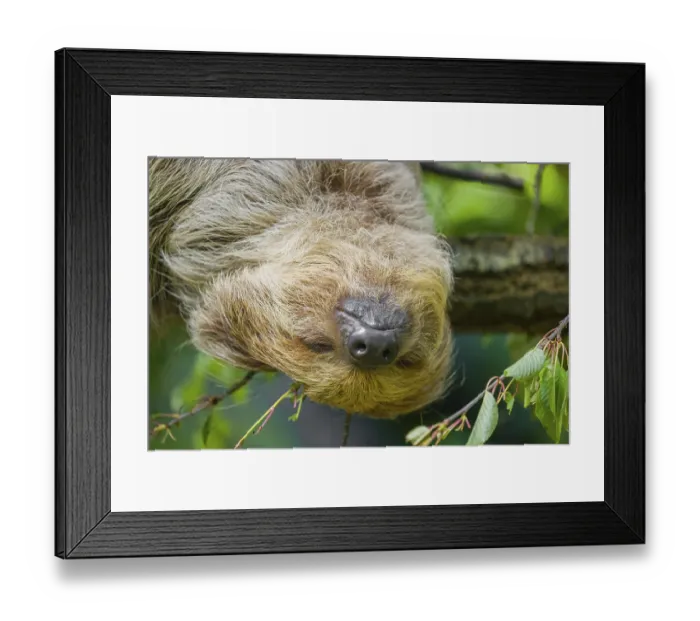 Framed Print : Frontal portrait of A Linnaeus's two-toed sloth (Choloepus didactylus) Framed Print : Frontal portrait of A Linnaeus's two-toed sloth (Choloepus didactylus)