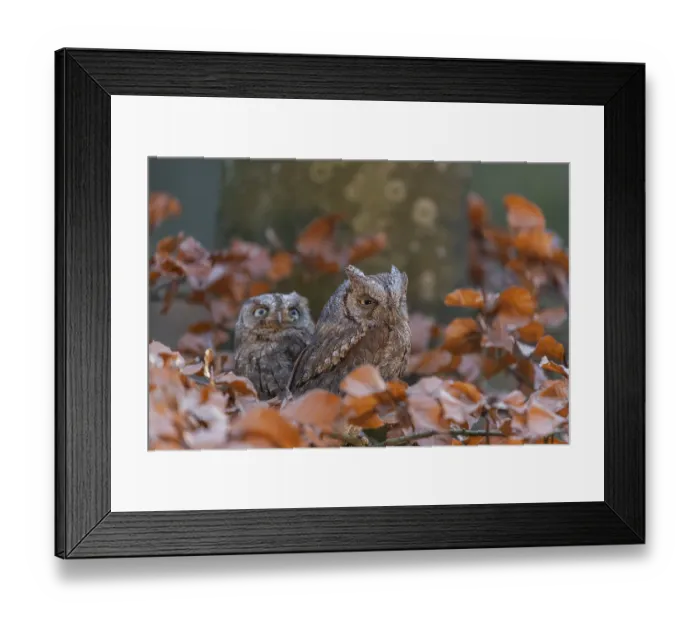 Framed Print : Two Eurasian scops owls (Otus scops)sitting on a twig of a beech tree