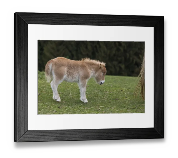 Framed Print : Falabella foal, The Falabella (Equus ferus caballus) is the smallest horse at all