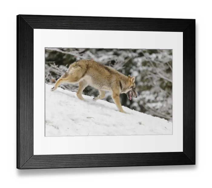 Framed Print : A young grey wolf (Canis lupus lupus) runs across the sloping