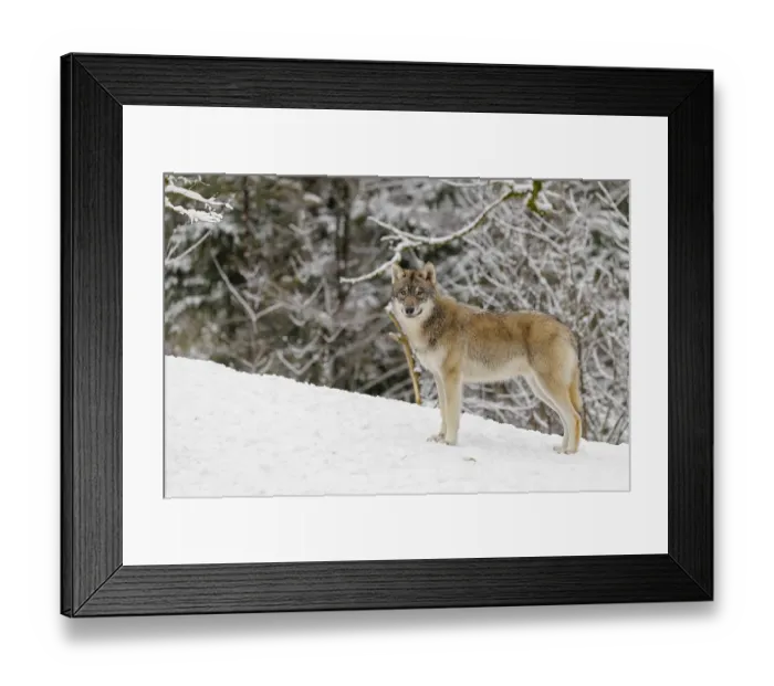 Framed Print : A young grey wolf (Canis lupus lupus) runs across the sloping Framed Print : A young grey wolf (Canis lupus lupus) runs across the sloping