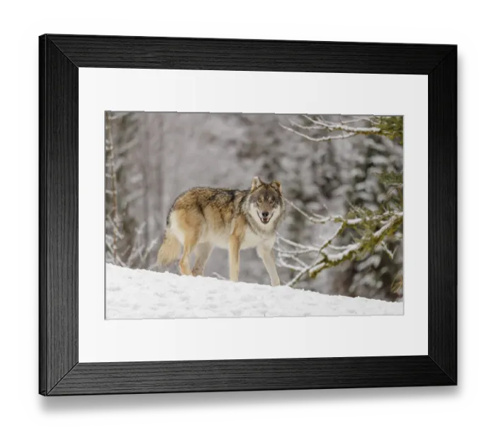 Framed Print : An adult male grey wolf (Canis lupus lupus) stands on a sloping