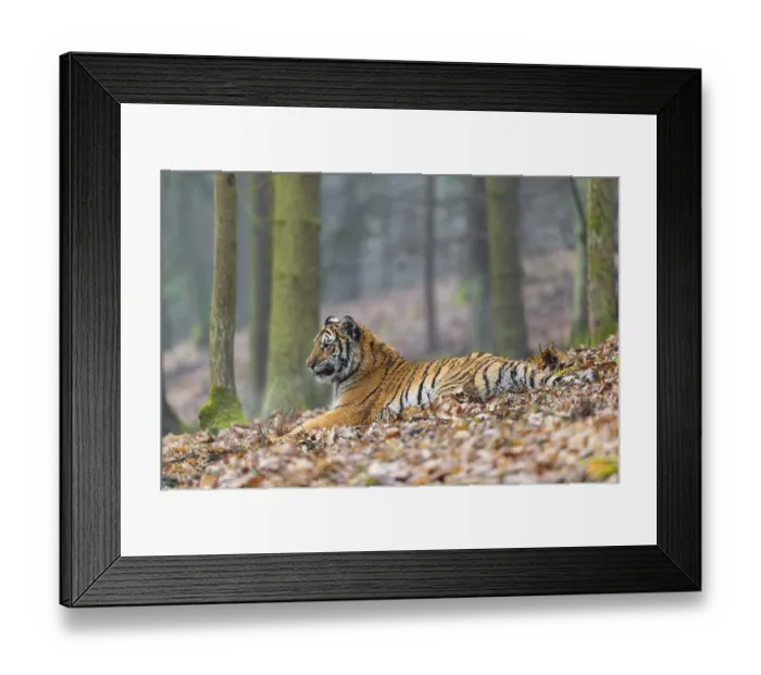 Framed Print : One young female Siberian Tiger
