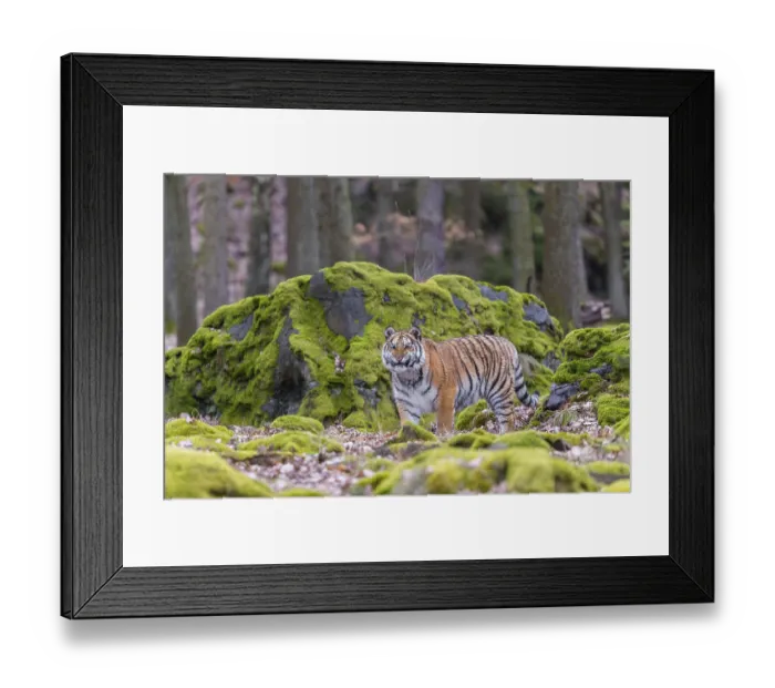Framed Print : One young female Siberian Tiger Framed Print : One young female Siberian Tiger