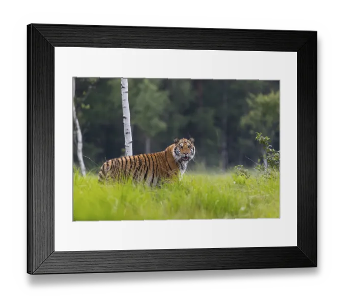 Framed Print : One young female Siberian Tiger