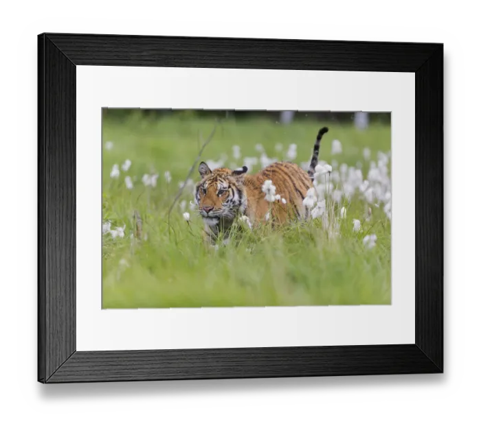 Framed Print : One young female Siberian Tiger Framed Print : One young female Siberian Tiger
