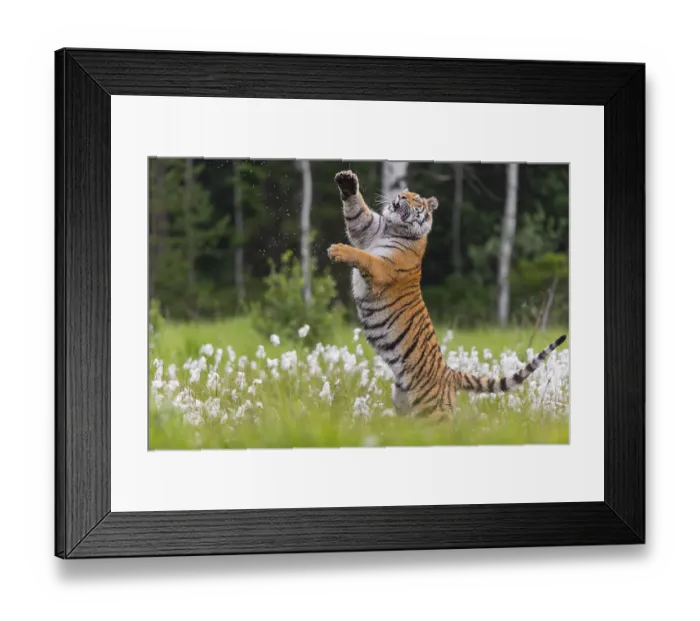 Framed Print : One young female Siberian Tiger