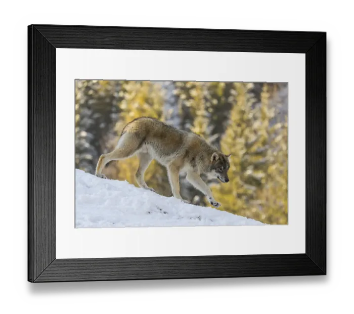 Framed Print : A young grey wolf (Canis lupus lupus) runs across the sloping Framed Print : A young grey wolf (Canis lupus lupus) runs across the sloping