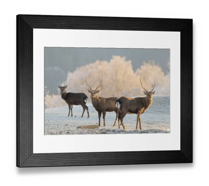 Framed Print : Three Japanese sika deer stags (Cervus nippon nippon) stand on a meadow in hilly terrain Framed Print : Three Japanese sika deer stags (Cervus nippon nippon) stand on a meadow in hilly terrain