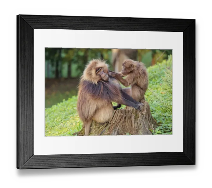 Framed Print : A male and a female Gelada (Theropithecus gelada)