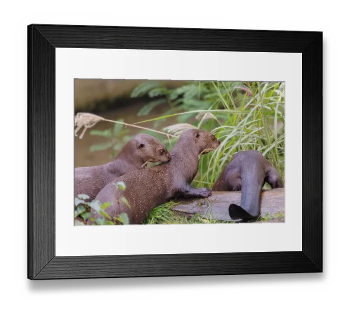 Framed Print : Two giant otter or giant river otter (Pteronura brasiliensis) play on a mossy rotten tree lying on a river bank