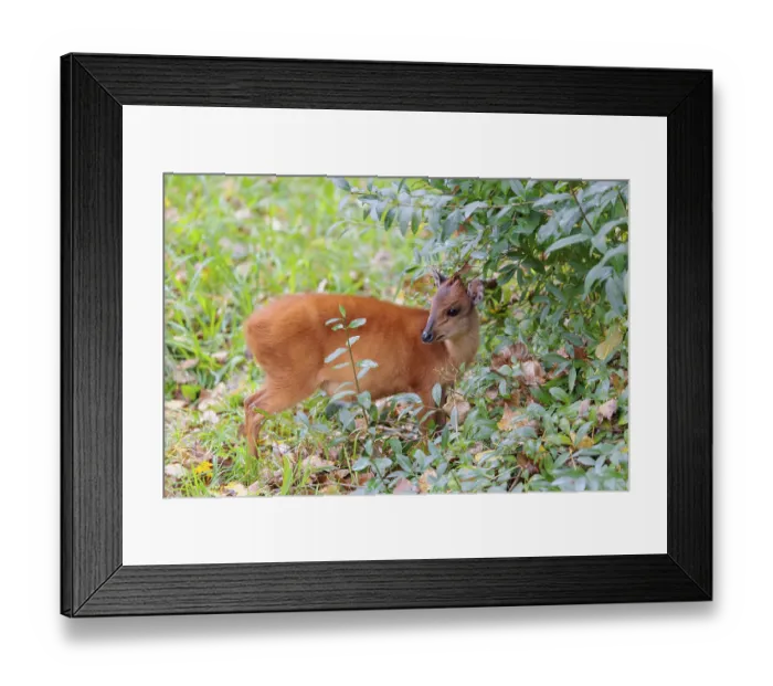 Framed Print : A female red forest duiker, Natal duiker or Natal red duiker (Cephalophus natalensis) stands on a green meadow