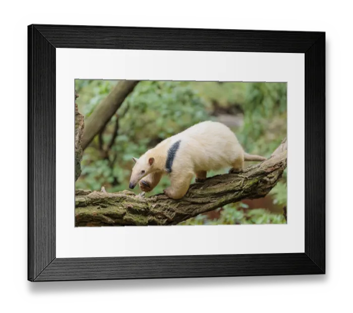 Framed Print : A southern tamandua (Tamandua tetradactyla) Framed Print : A southern tamandua (Tamandua tetradactyla)