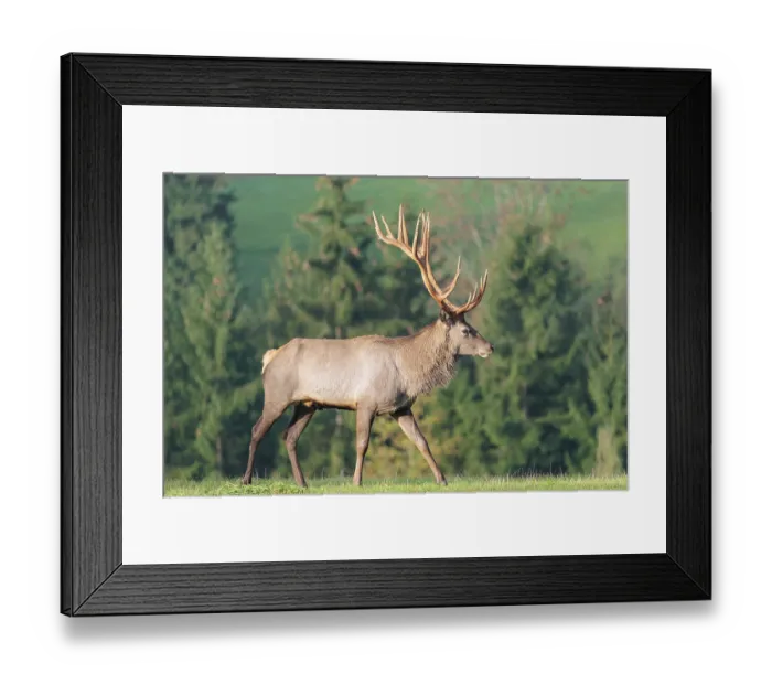 Framed Print : An Altai maral deer or Altai moose (Cervus canadensis sibiricus) crosses a meadow in the first light of day Framed Print : An Altai maral deer or Altai moose (Cervus canadensis sibiricus) crosses a meadow in the first light of day