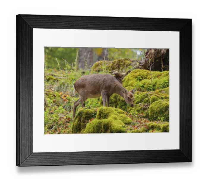 Framed Print : A female sika deer (Cervus nippon)