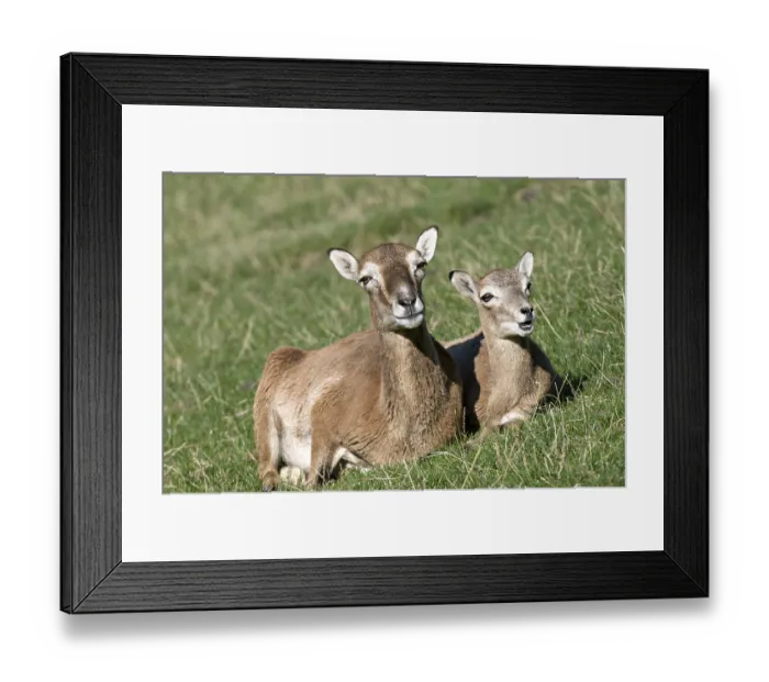 Framed Print : Mouflon (Ovis ammon), the dam with juvenile