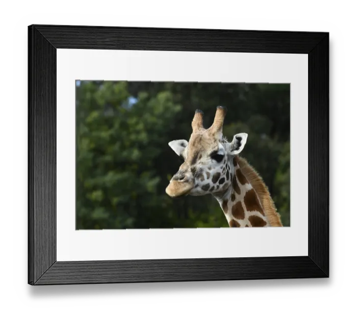 Framed Print : Portrait of an Rothschild's giraffe (G)