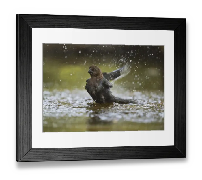 Framed Print : Brown-headed Cowbird (Molothrus ater)