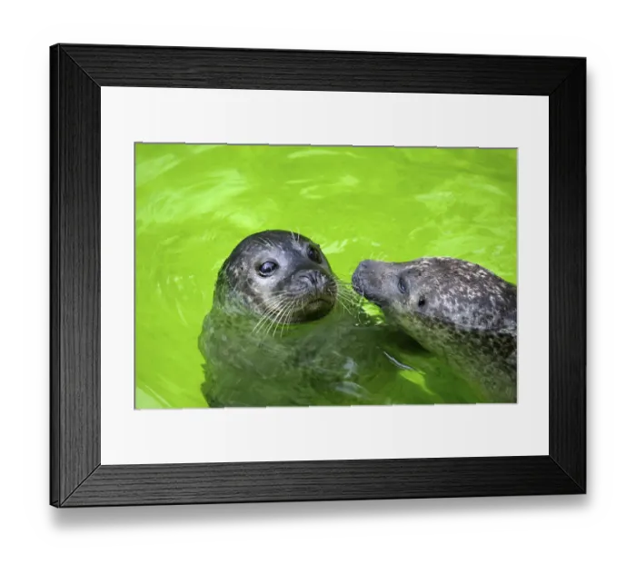 Framed Print : Harbor seals, harbour seal (Phoca vitulina)