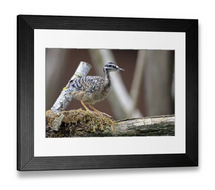 Framed Print : Sunbittern (Eurypyga helias), young bird, on nest