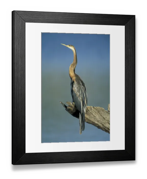Framed Print : African Darter or Snakebird (Anhinga rufa) Framed Print : African Darter or Snakebird (Anhinga rufa)