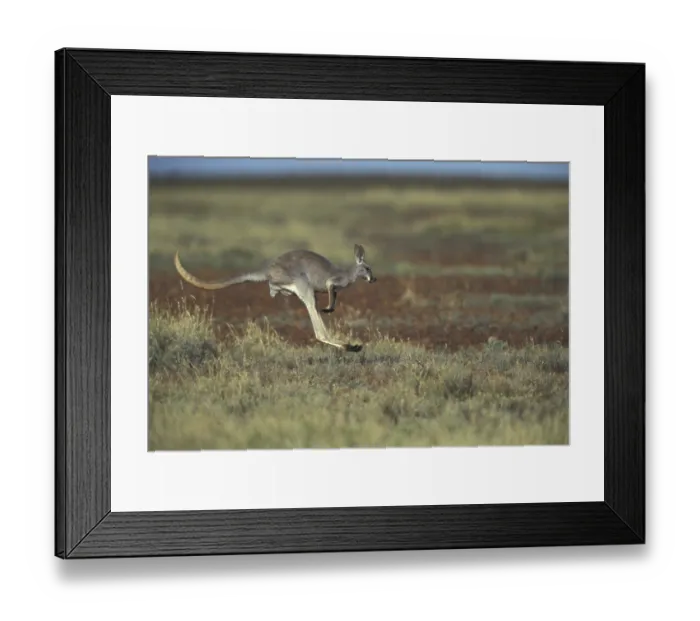Framed Print : Red Kangaroo (Macropus rufus), adult bounding