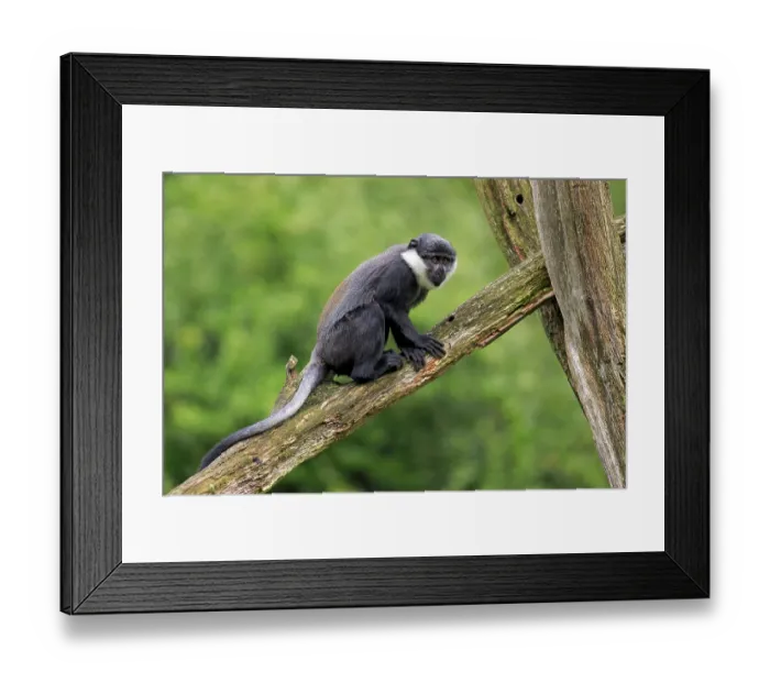 Framed Print : L'Hoest's Monkey (Cercopithecus lhoesti)