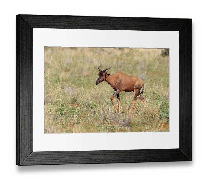 Framed Print : Common Tsessebe or Sassaby (Damaliscus lunatus)