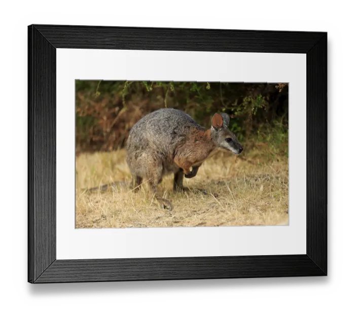 Framed Print : Tammar wallaby (Macropus eugenii)