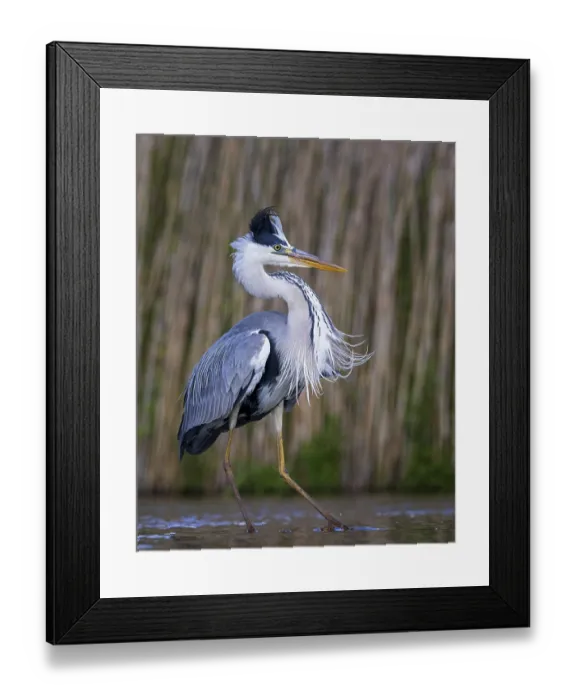 Framed Print : Grey heron (Ardea cinerea) foraging in reeds Framed Print : Grey heron (Ardea cinerea) foraging in reeds
