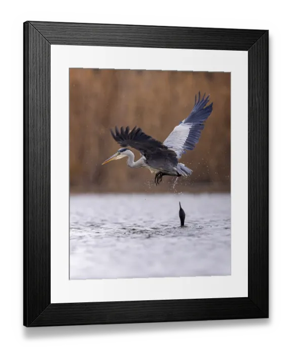 Framed Print : Grey heron (Ardea cinerea) flying Framed Print : Grey heron (Ardea cinerea) flying