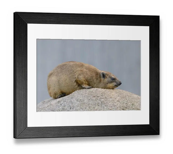 Framed Print : Rock hyrax (Procavia capensis)