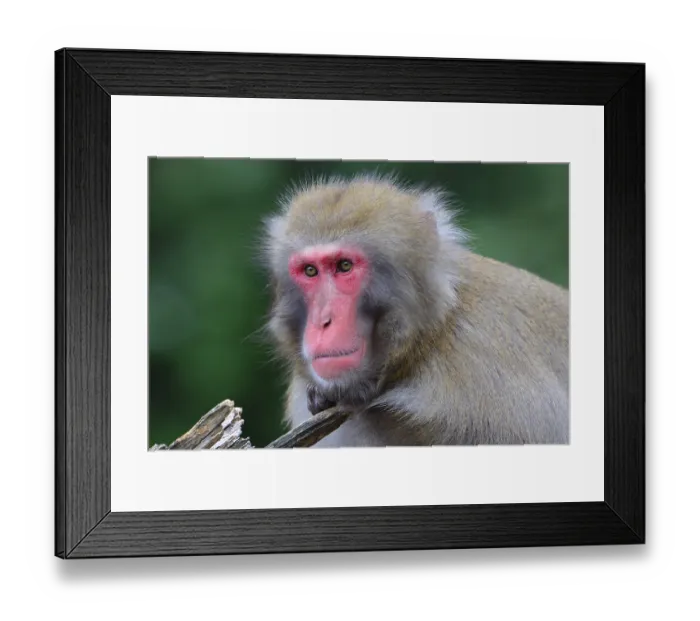 Framed Print : Japanese Macaque (Macaca fuscata) Framed Print : Japanese Macaque (Macaca fuscata)