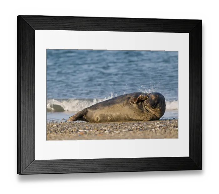 Framed Print : Grey Seal (Halichoerus grypus)