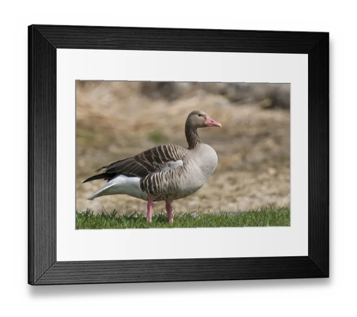 Framed Print : Greylag Goose (Anser anser) Framed Print : Greylag Goose (Anser anser)