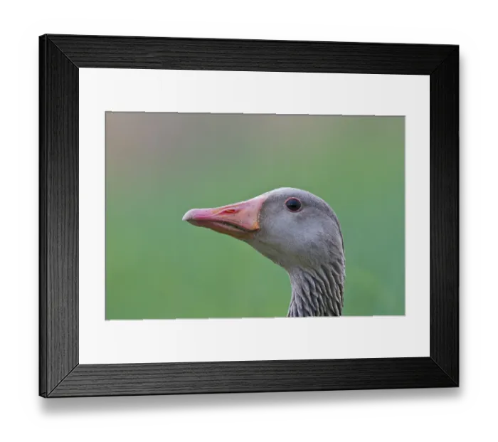 Framed Print : Greylag Goose (Anser anser) Framed Print : Greylag Goose (Anser anser)