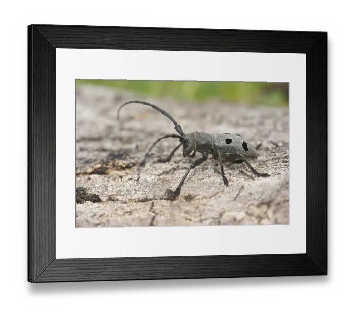 Framed Print : Morimus funereus beetle Framed Print : Morimus funereus beetle