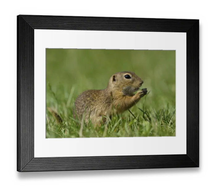 Framed Print : Ground squirrel (Spermophilus citellus) Framed Print : Ground squirrel (Spermophilus citellus)