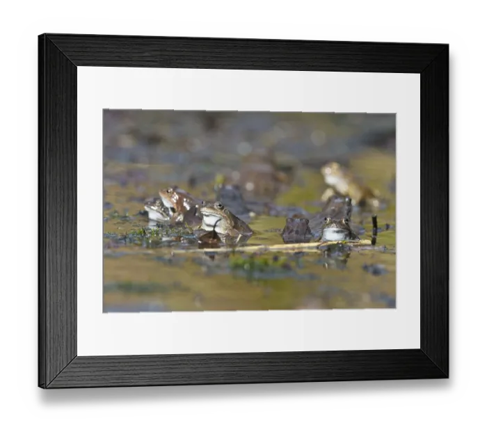 Framed Print : Common frogs (Rana temporaria)