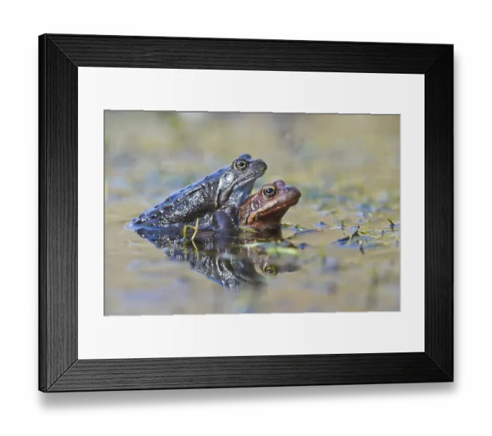 Framed Print : Common frogs (Rana temporaria)