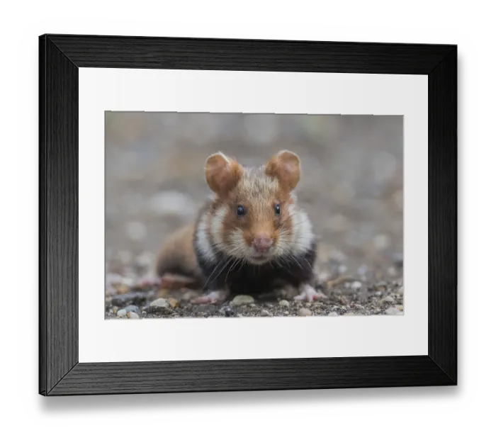 Framed Print : European hamster (Cricetus cricetus)