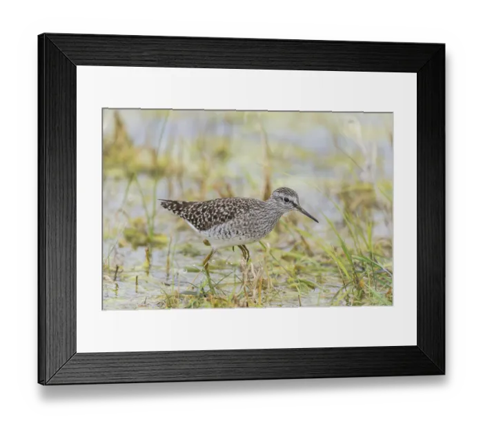 Framed Print : Wood sandpiper (Tringa glareola) runs in shallow water