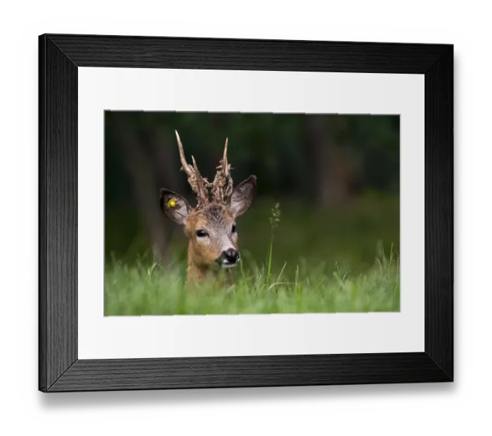 Framed Print : European roe deer (Capreolus capreolus)