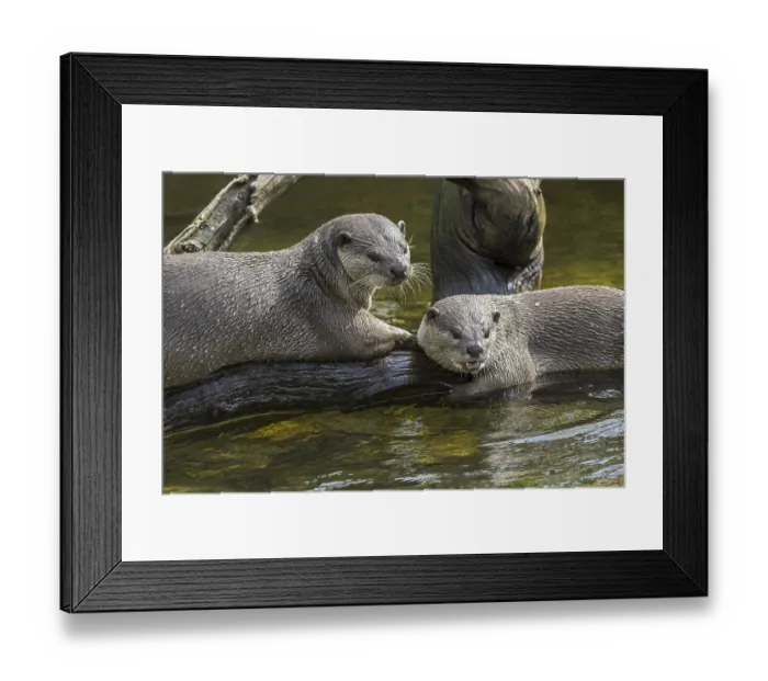 Framed Print : Two smooth-coated (Lutrogale perspicillata) otters (Lutra perspicillata)