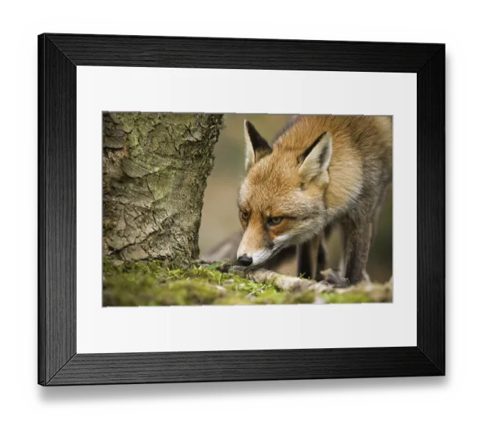 Framed Print : Red fox (Vulpes vulpes) smelling scent mark on tree trunk