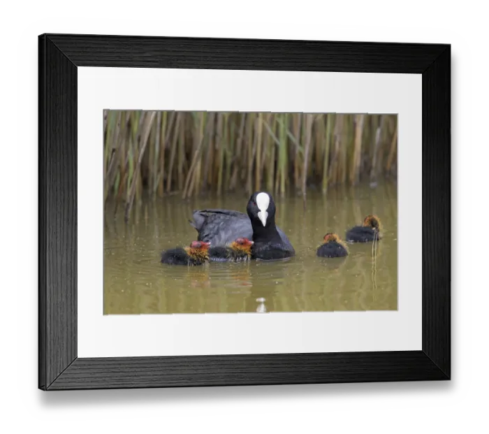 Framed Print : Eurasian coot (Fulica atra), common coot swimming with four chicks along reed bed in pond in spring