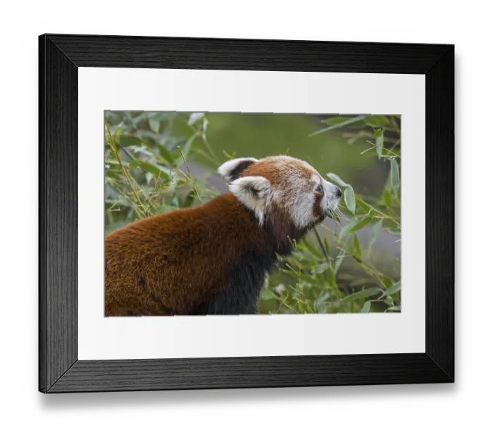 Framed Print : Red panda, lesser panda (Ailurus fulgens) eating bamboo leaves Framed Print : Red panda, lesser panda (Ailurus fulgens) eating bamboo leaves