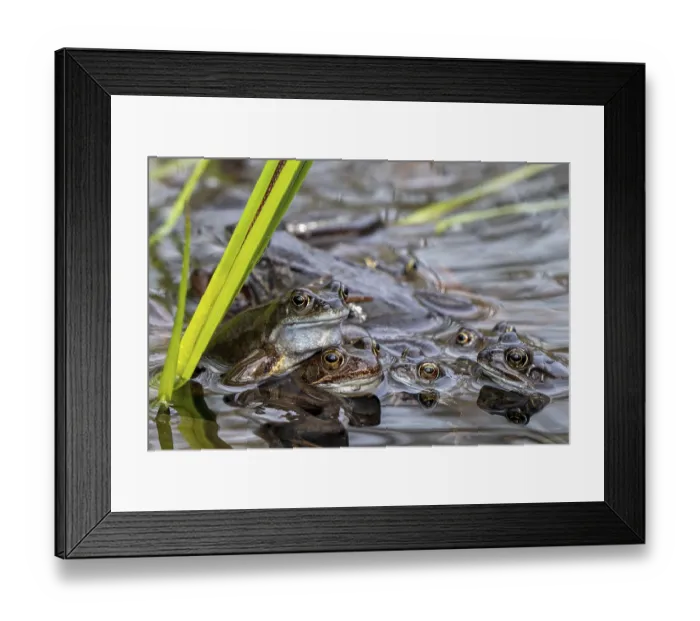 Framed Print : European common frogs, brown frogs and amplexed grass frog pair (Rana temporaria) gathering in pond during the spawning Framed Print : European common frogs, brown frogs and amplexed grass frog pair (Rana temporaria) gathering in pond during the spawning