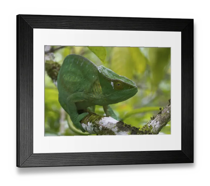 Framed Print : Parson's chameleon (Calumma parsonii parsonii)